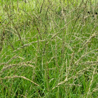 Molinia caerulea Moorhexe, Blåtåtel