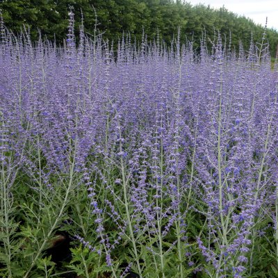 Perovskia atriplicifolia Blue Spire, Perovskia / Himmelsspira
