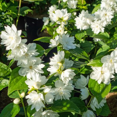 Philadelphus x viriginalis Minnesota Snowflake, Kameliaschersmin, C5