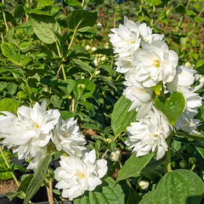 Philadelphus x viriginalis Minnesota Snowflake, Kameliaschersmin, C5