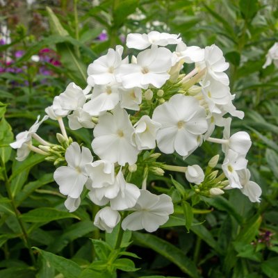 Phlox paniculata David, Höstflox