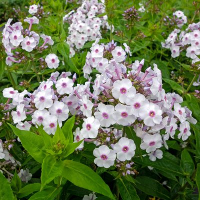 Phlox paniculata Ingeborg från Nybro, Höstflox, SQ1