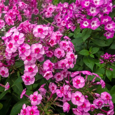 Phlox paniculata Morfar Albert, Höstflox, SQ1