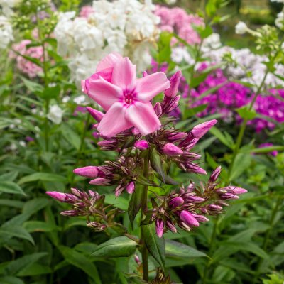 Phlox paniculata Sweet Summer ™ Fragrance