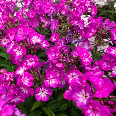 Phlox paniculata Sweet Summer ™ Surprise