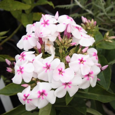 Phlox paniculata White Eye Flame ®, Höstflox