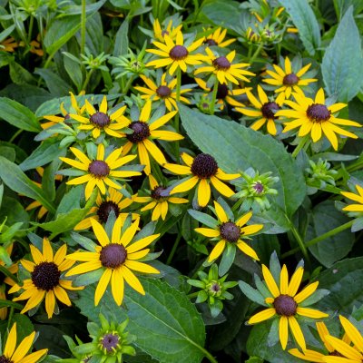 Rudbeckia fulgida Little Goldstar ®, Strålrudbeckia