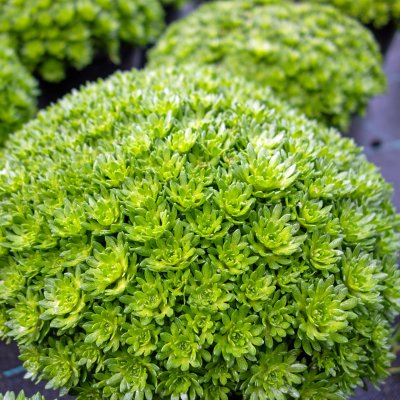 Saxifraga arendsii Peter Pan