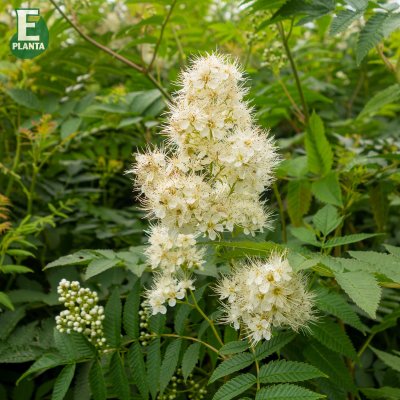 Sorbaria grandiflora Maia E, Liten Rönnspirea