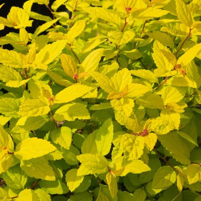 Spiraea japonica Goldmound, Dvärgpraktspirea