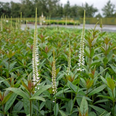 Veronicastrum virginicum Diana