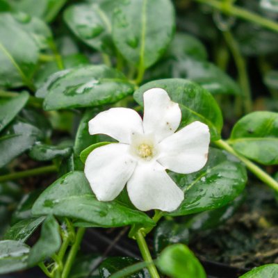 Vinca minor Elise