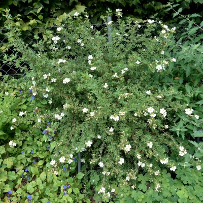 Dasiphora fruticosa Abbotswood, Ölandstok