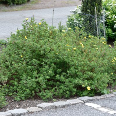 Dasiphora fruticosa Goldfinger, Ölandstok