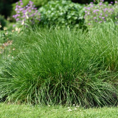 Deschampsia cespitosa Goldtau