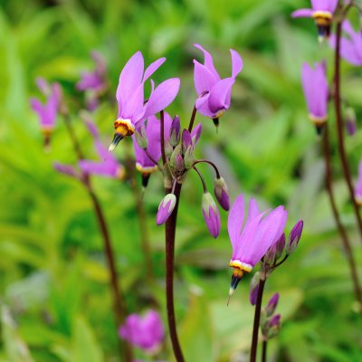 Dodecatheon meadia Aphrodite ®