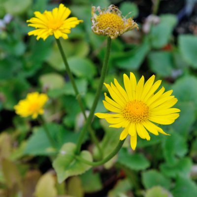 Doronicum orientale, Vårkrage / Gemsrot, P9cm
