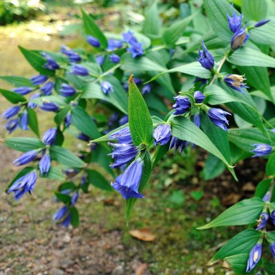 Gentiana asclepiadea, Knippgentiana, P9cm