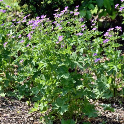 Geranium sylvaticum Mayflower