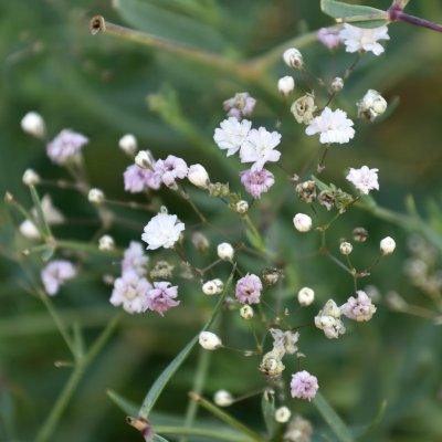 Gypsophila repens hybr. Rosenschleier, Rosenslöja, P9cm