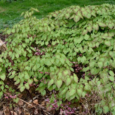 Epimedium x rubrum, Röd Sockblomma