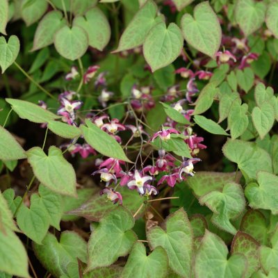 Epimedium x rubrum, Röd Sockblomma
