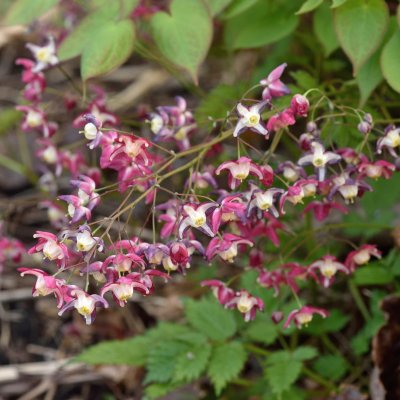 Epimedium x rubrum, Röd Sockblomma