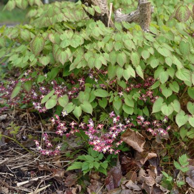 Epimedium x rubrum, Röd Sockblomma