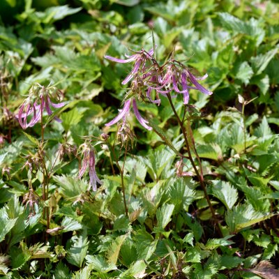 Campanula hybr. Pink Octopus ®, Blåklocka, P9cm