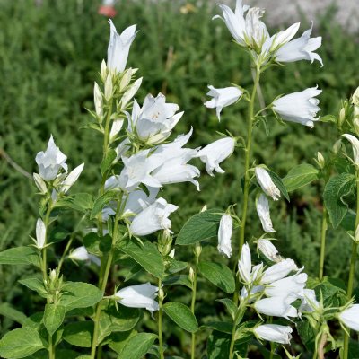 Campanula latifolia Alba, Hässleklocka, P9cm