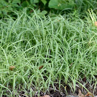 Carex Silver Sceptre