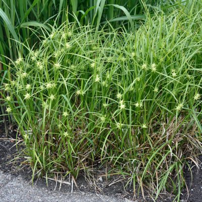 Carex grayi, Spikklubbestarr, SQ1