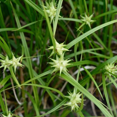 Carex grayi, Spikklubbestarr, SQ1