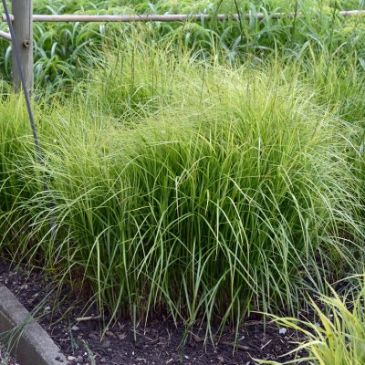 Carex muskingumensis Silberstreif, Palmstarr, SQ1