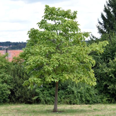 Katalpa, Trumpetträd