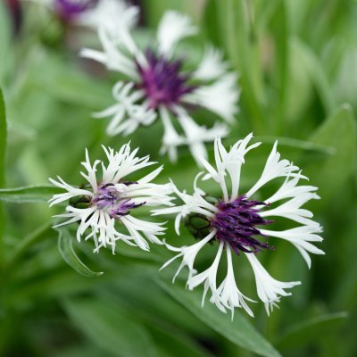 Centaurea montana Purple Heart, Bergklint