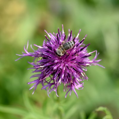 Centaurea scabiosa