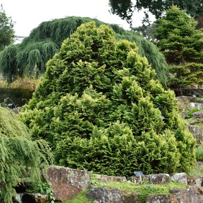 Ädelcypress