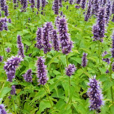 Agastache hybr. Black Adder, Anisisop
