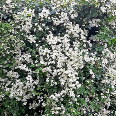 vitalba Paul Farges (Summersnow), Skogsklematis