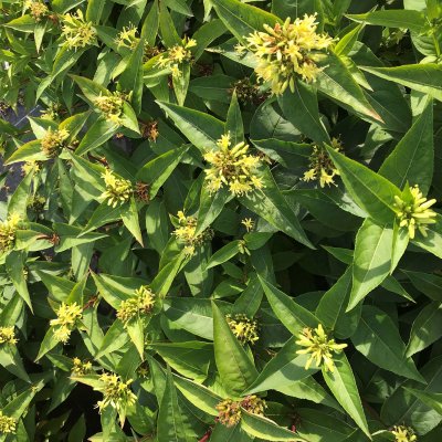 Diervilla sessilifolia Butterfly