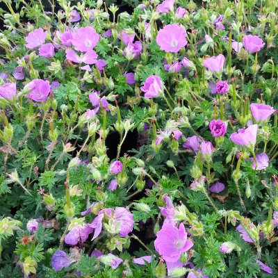 Geranium sanguineum Max Frei, Blodnäva