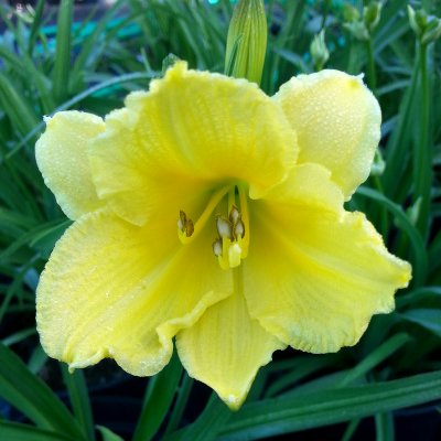 Hemerocallis hybr. Happy Returns