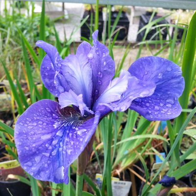 Iris sibirica Blue Moon