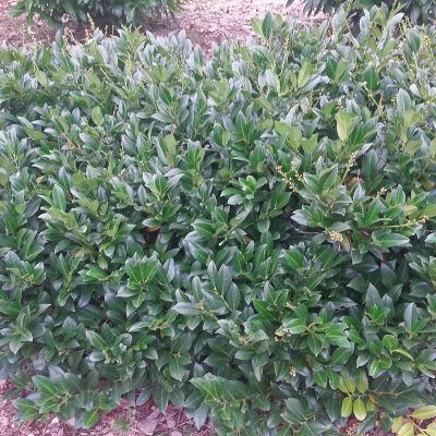 Prunus laurocerasus Piri, Lagerhägg