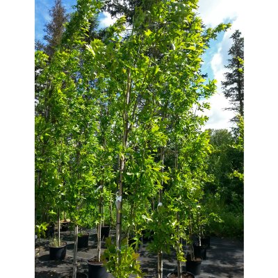 Quercus palustris Green Pillar ® (Pringreen), Kärrek, utr 150-175 C7,5