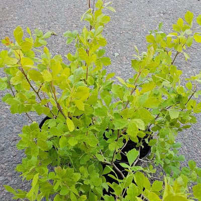 Rhus aromatica Grow-Low