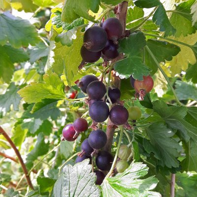Ribes Josta, Jostabär