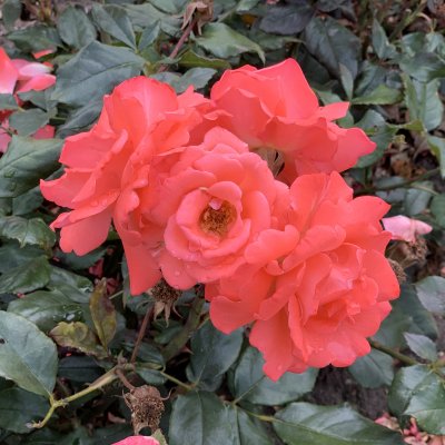 Rosa floribunda Piccolo ®