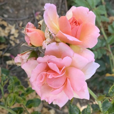 Rosa kordesii Emelie